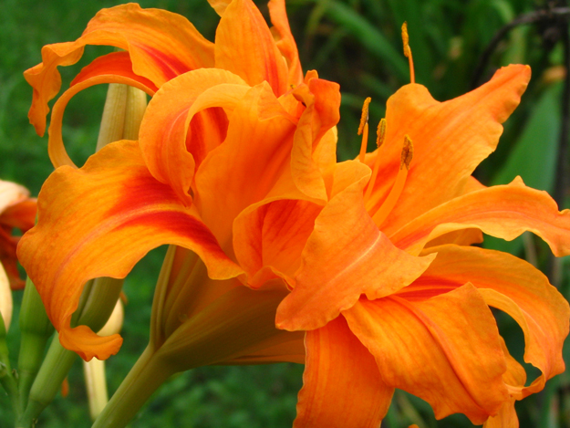 Everything-You-Need-to-Know-About-Clay-Soil-Daylily