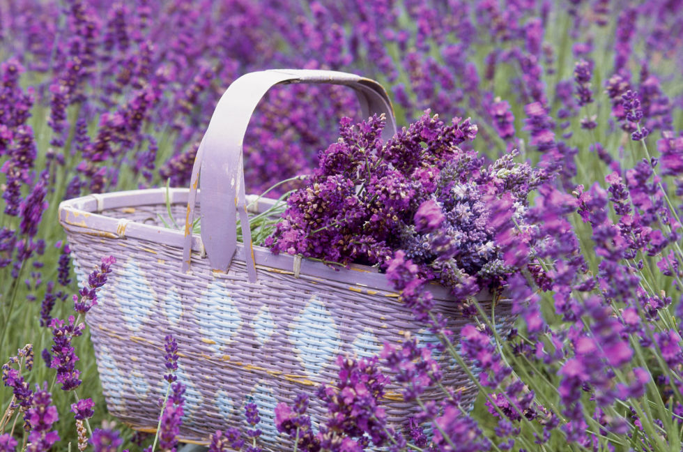 via http://www.countryliving.com/gardening/g2525/lavender-facts/