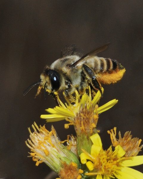 včela samotářka
