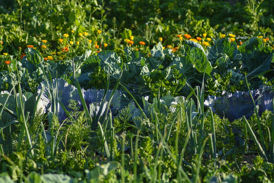 7 jarních tipů (nejen) pro vyvýšené zeleninové záhony