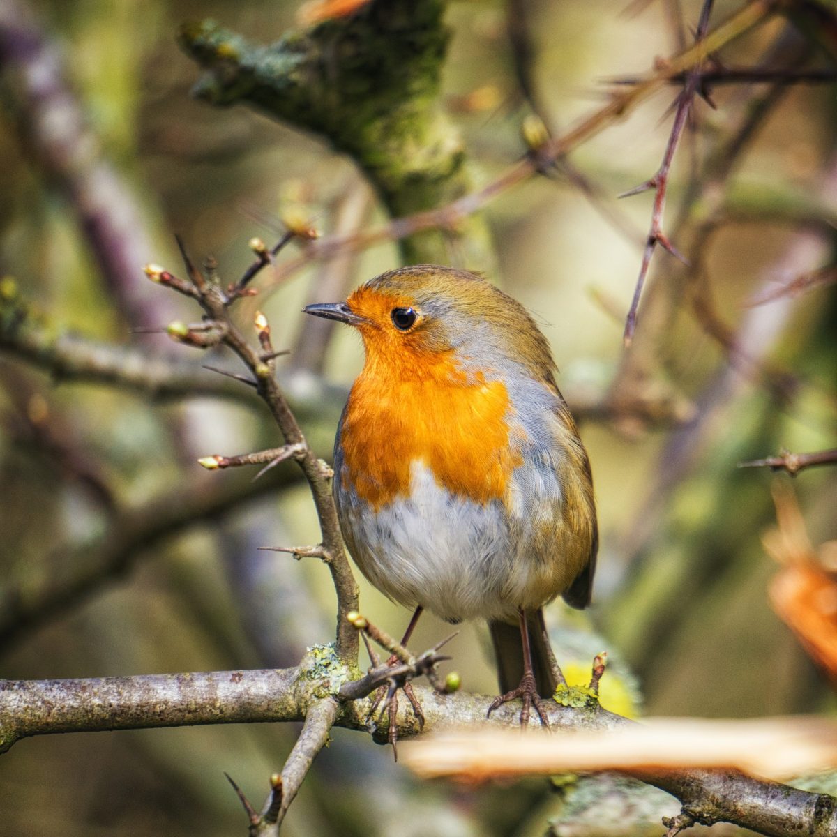 6 tipů, jak přilákat do své zahrady ptačí zpěv